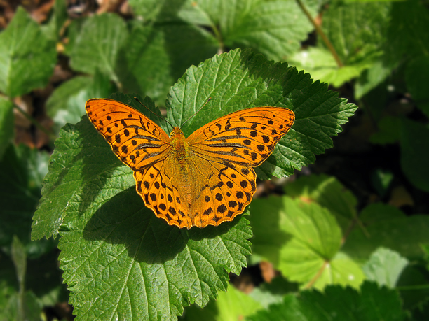 Argynnis paphia