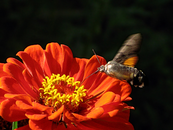 Macroglossum stellatarum