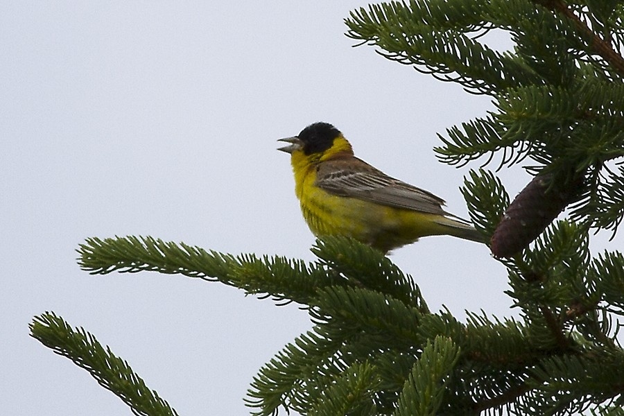 Zigolo capinero • Black-headed Bunting