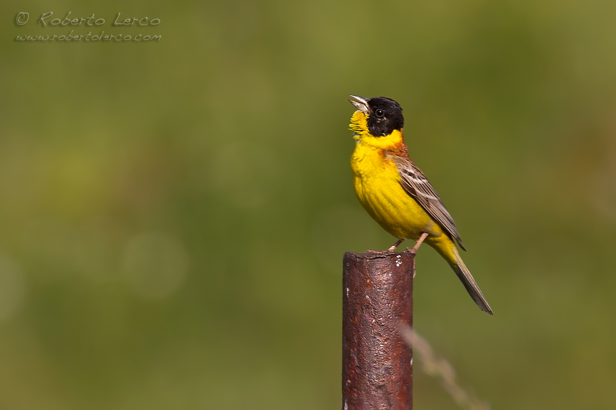 Zigolo_capinero_Black-Headed_Bunting03_1200