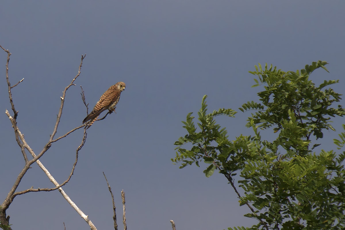 Grillaio • Lesser Kestrel