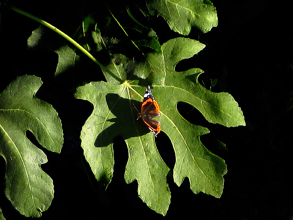 Vanessa atalanta