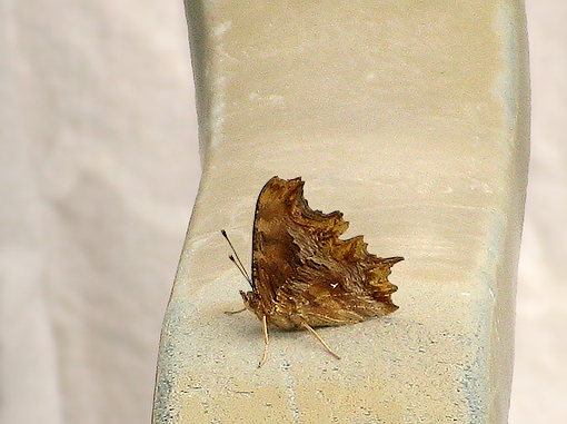 Polygonia Egea