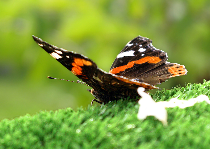 Vanessa  atalanta