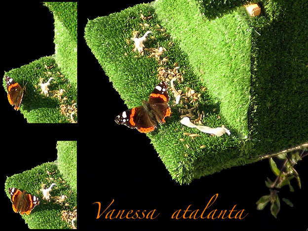 Vanessa atalanta 