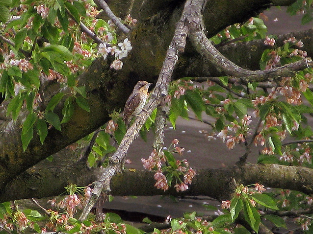 Torcicollo