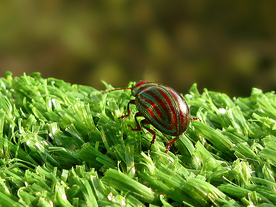 Crysolina Americana