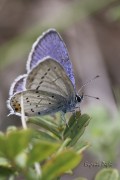 2015_09_11 borago img_6540_vrbw