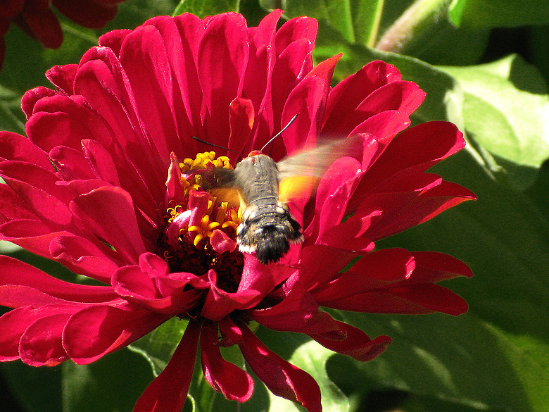 Macroglossum stellatarum.