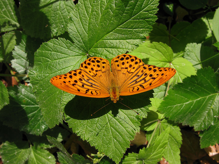 Argynnis paphia 2