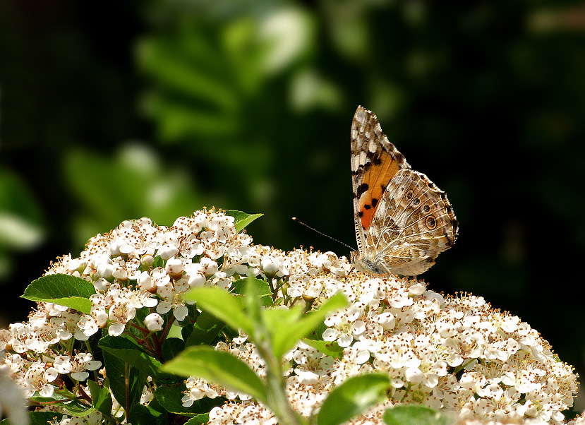 Vanessa cardui 