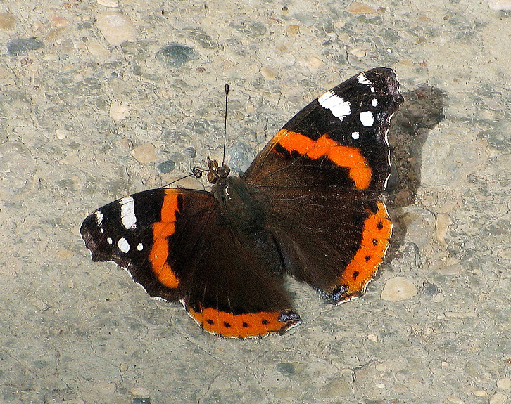 Vanessa atalanta