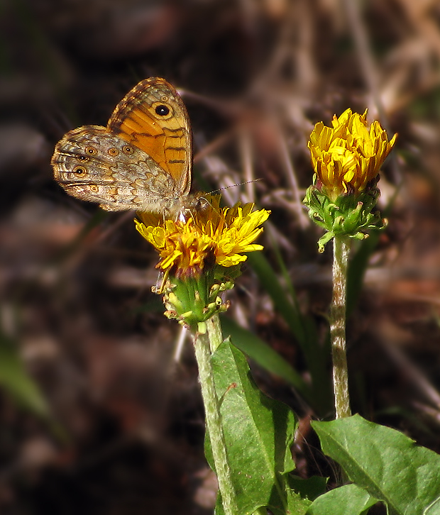 Lasiommata megera 2