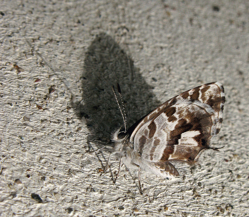 Cacyreus marshalli