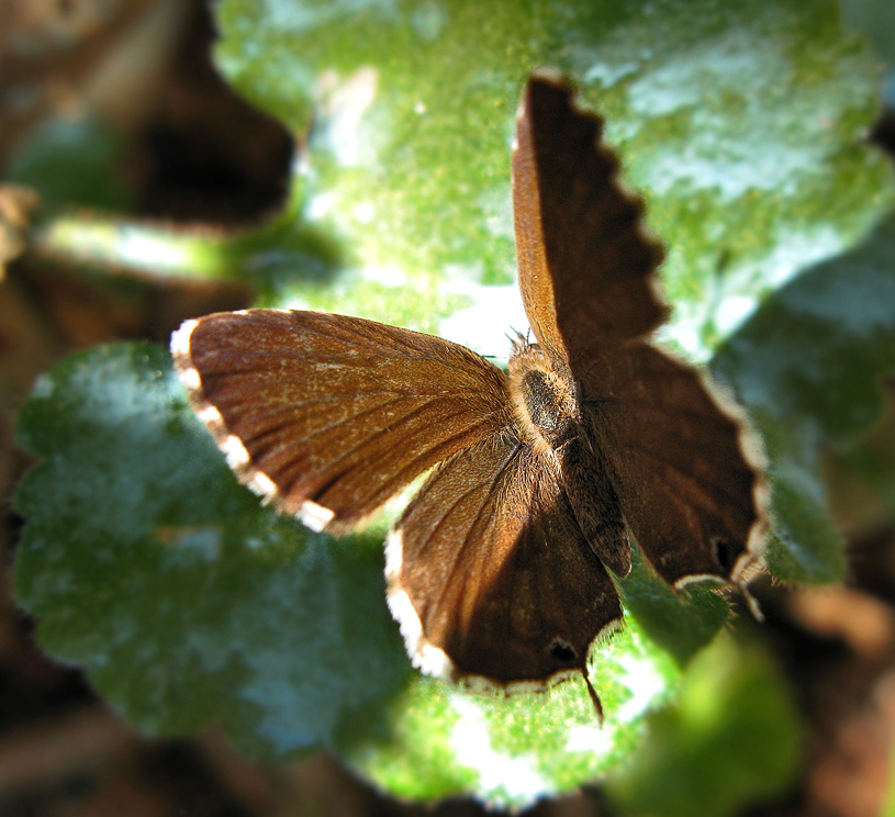 Cacyreus marshalli