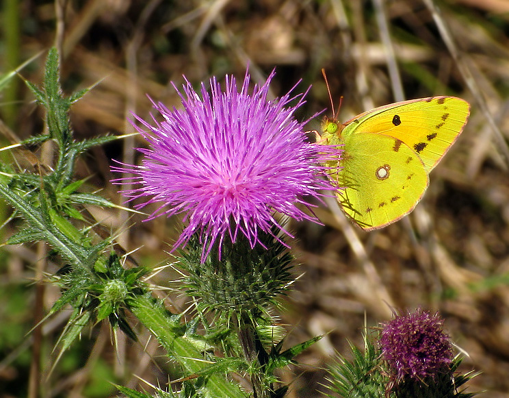 Colias crocea