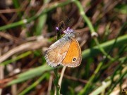 Coenonympha pamphilus