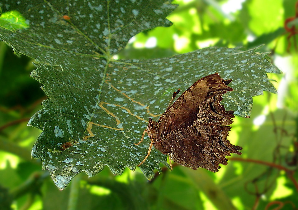 Polygonia Egea