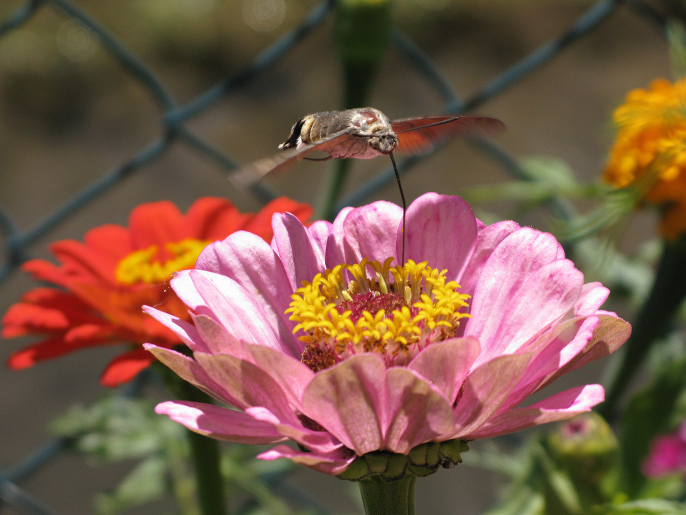 Macroglossum Stellatarum:a