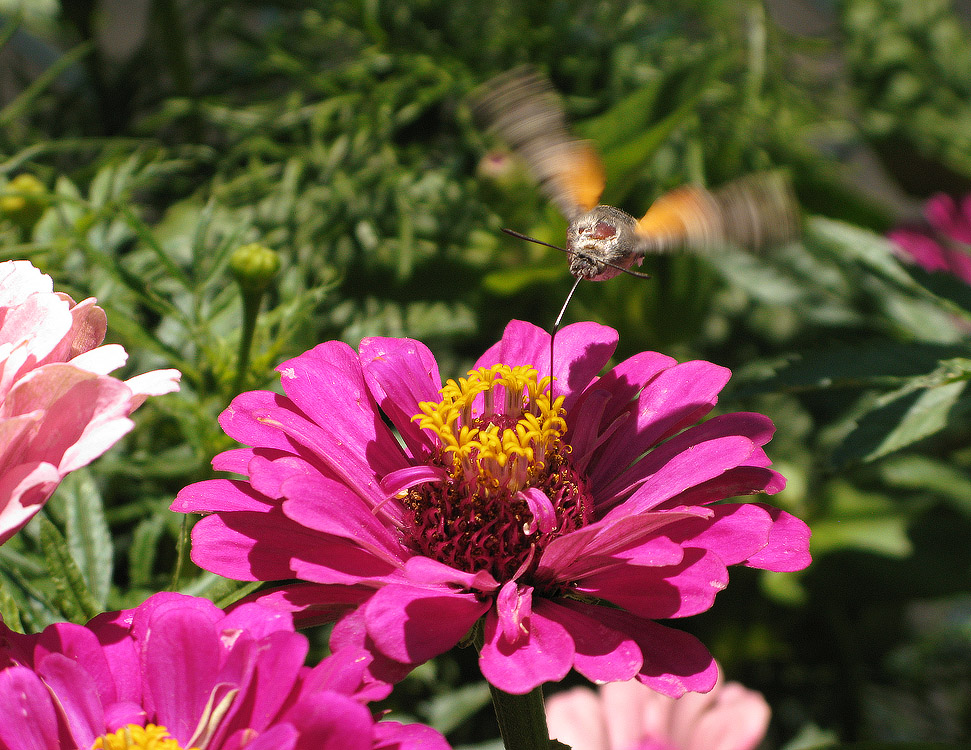 Macroglossum Stellatarum:b