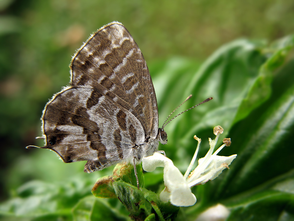 Cacyreus marshalli