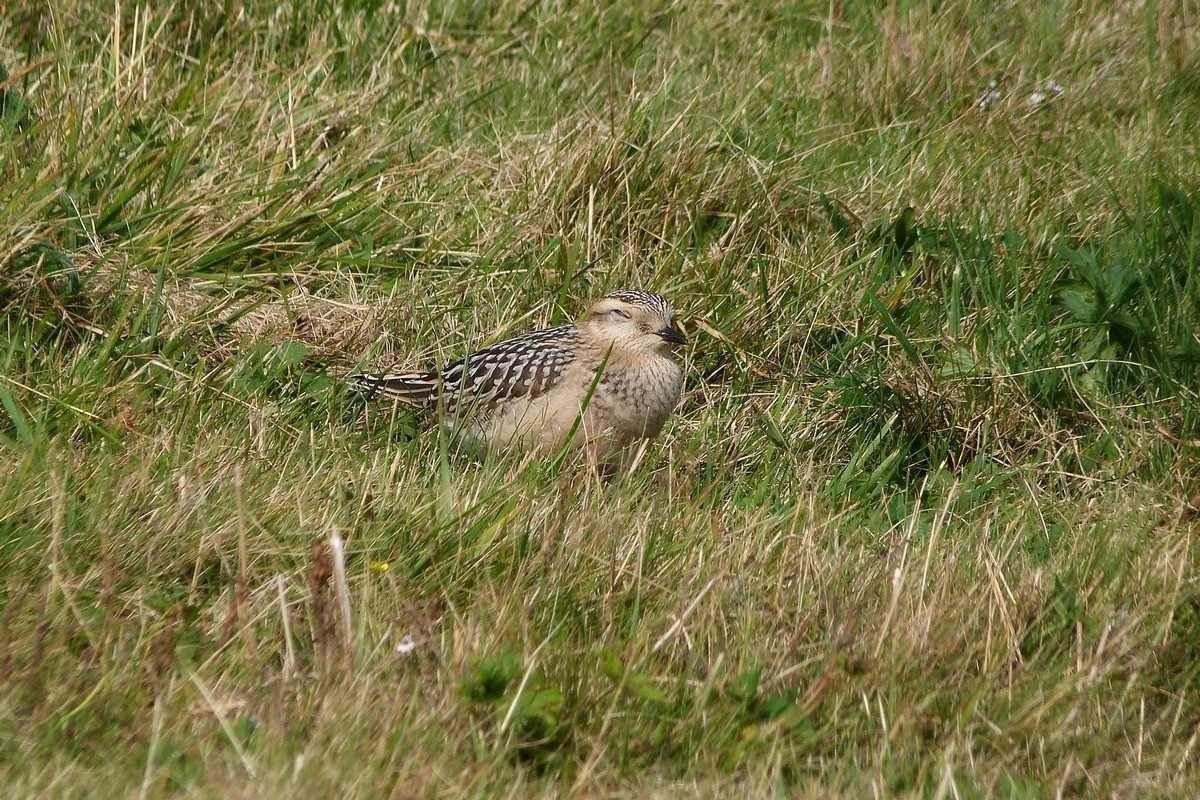 Piviere tortolino • Dotterel