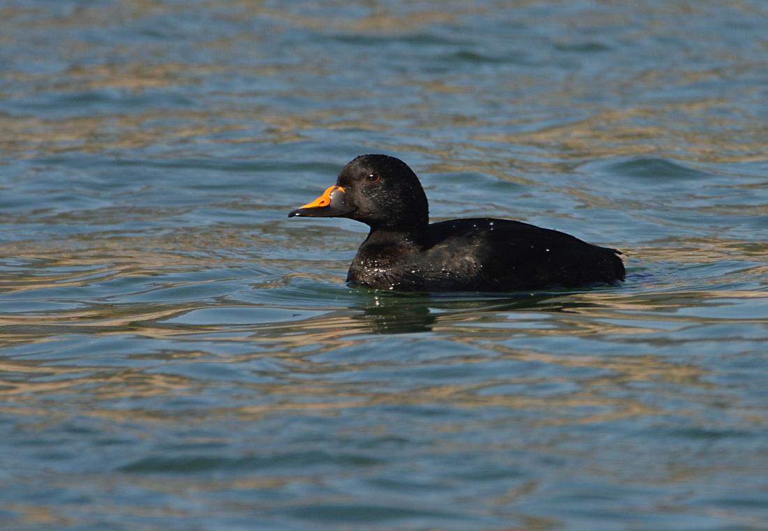 Orchetto marino