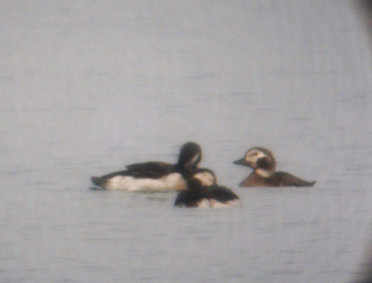 Moretta codona • Long-tailed Duck