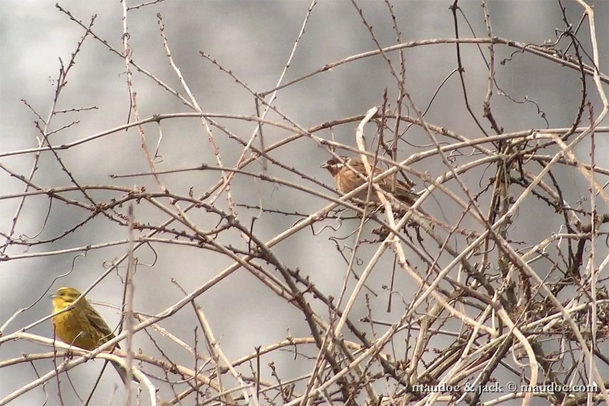 Zigolo golarossa • Pine Bunting