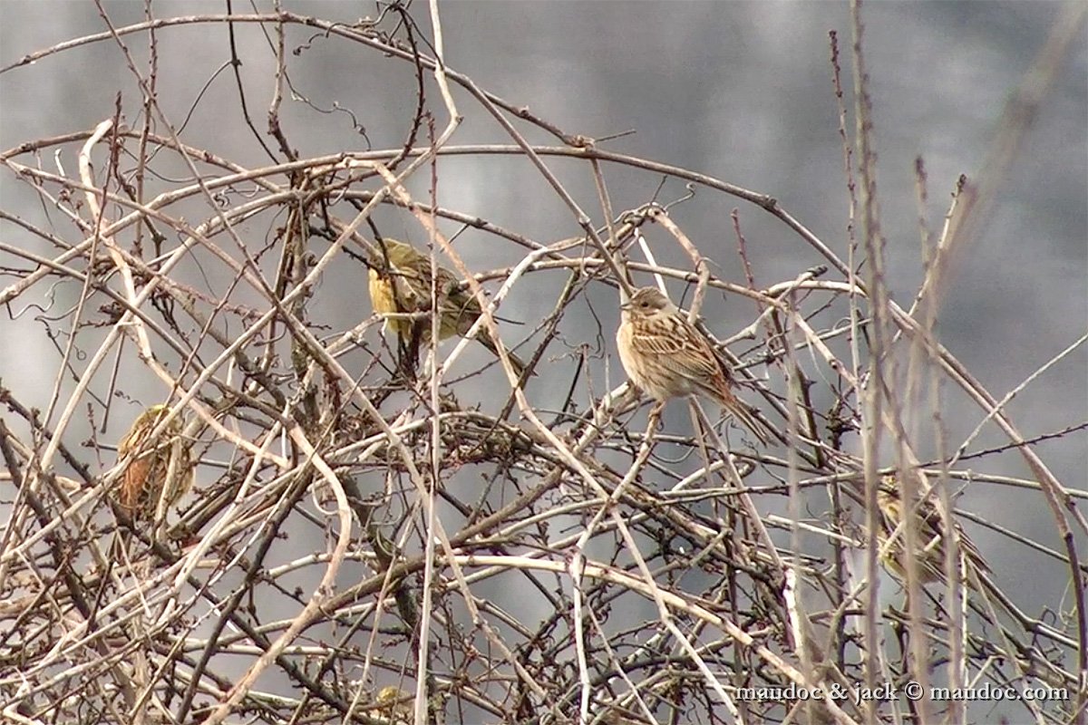 Zigolo golarossa • Pine Bunting