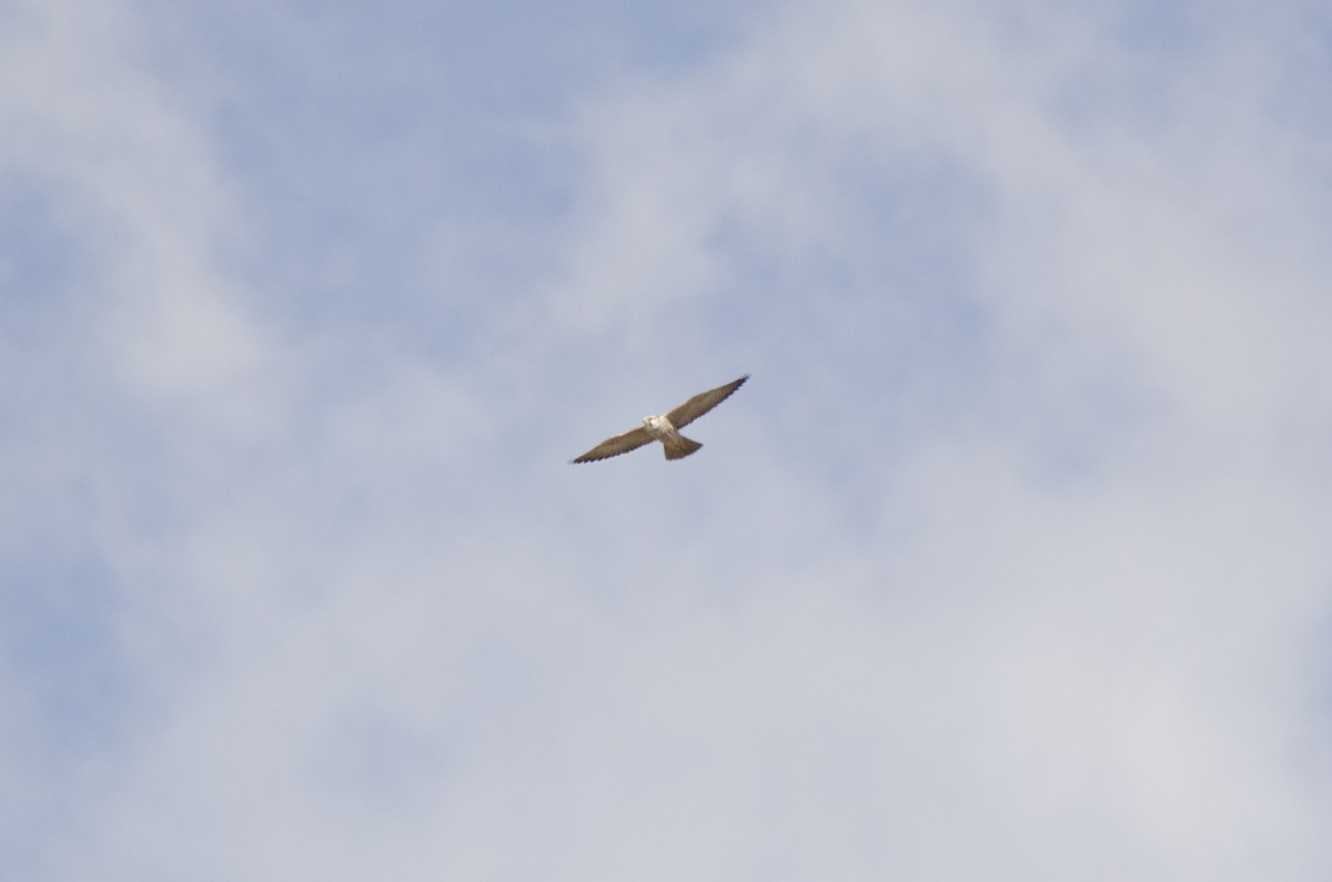 Pellegrino siberiano • Siberian Peregrine