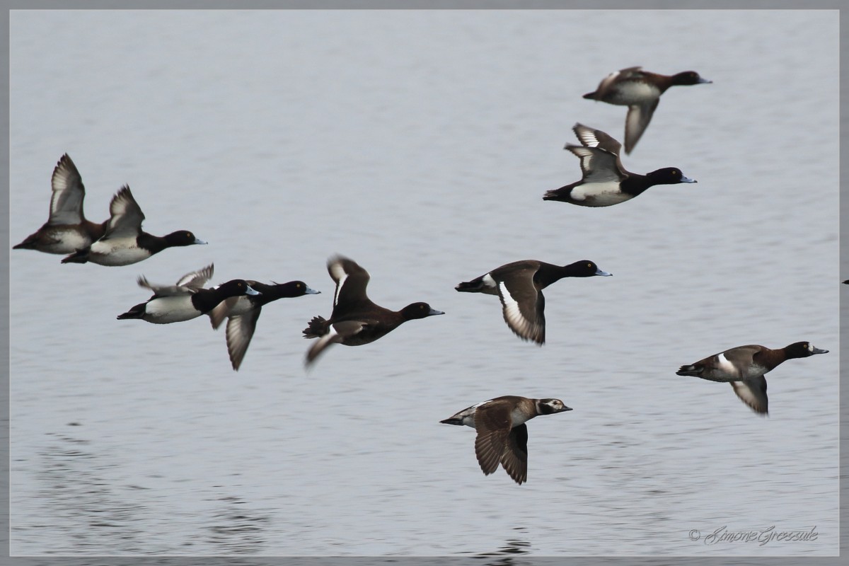 Moretta codona • Long-tailed Duck