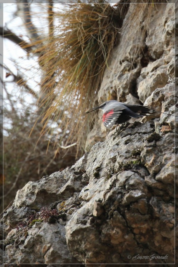 Picchio muraiolo al Falasco (gennaio 2017)