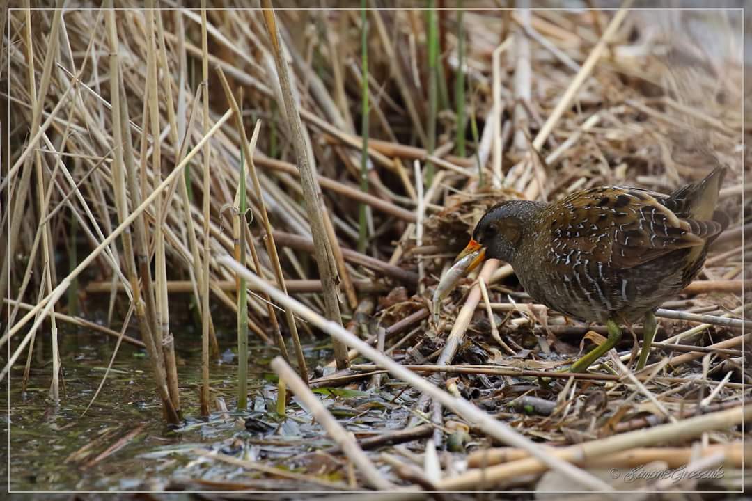 Peschiera (fornaci) 22/03/2017