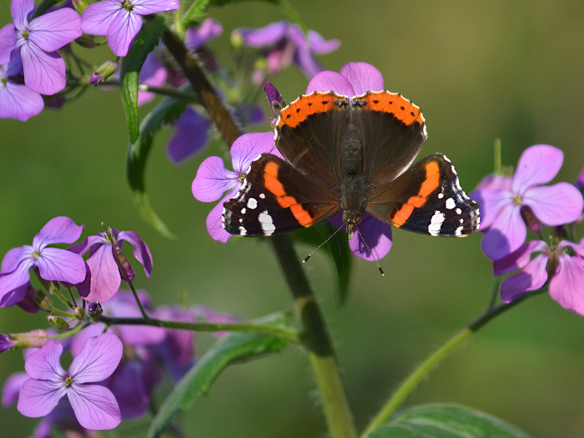 Vanessa atalanta