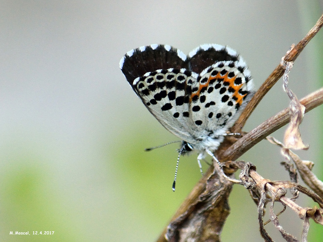 Scolitantides orion