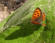 Lycaena phlaeas