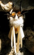 Spilosoma urticae 1