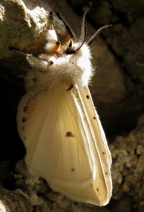 Spilosoma urticae 2