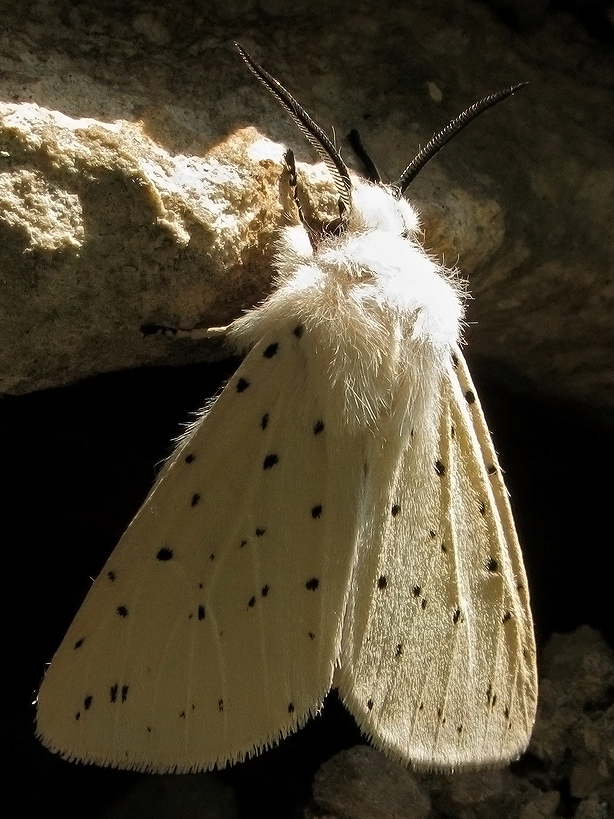 Spilosoma urticae 3