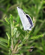 Lycaenidae Celastrina argiolus f