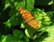 Polygonia  c-album