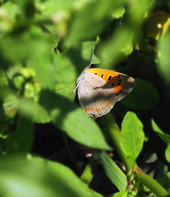 Lycaena phlaeas 