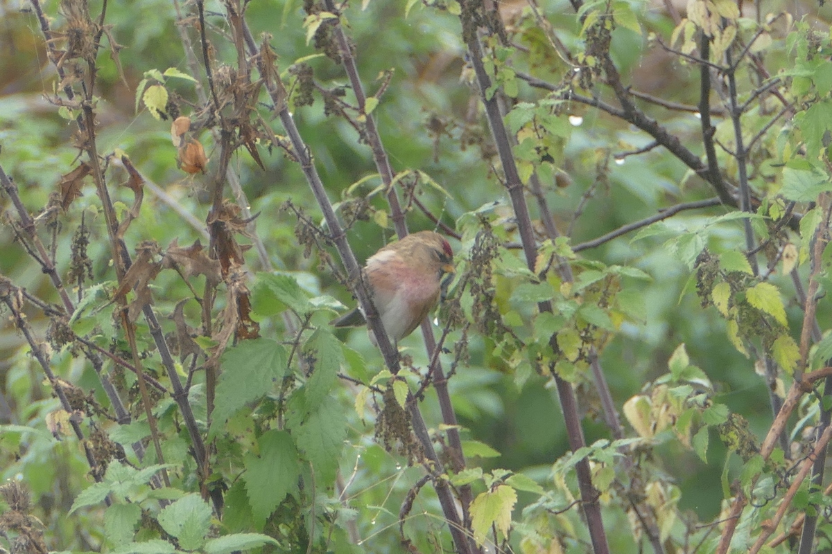 Organetto minore - Lesser Redpoll