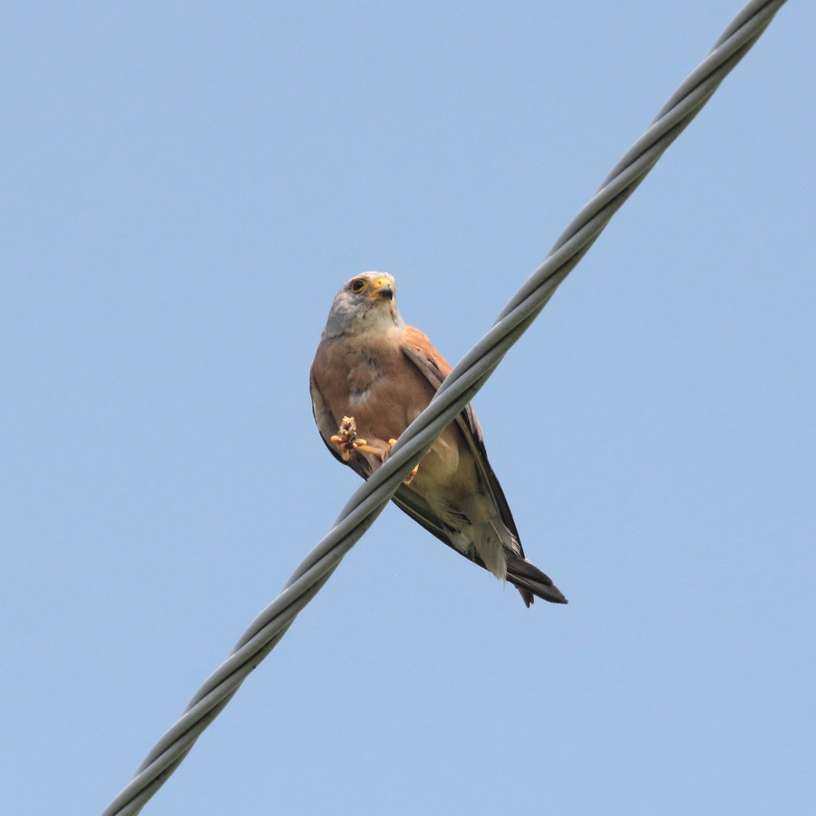 Grillaio c.da Gargiuni