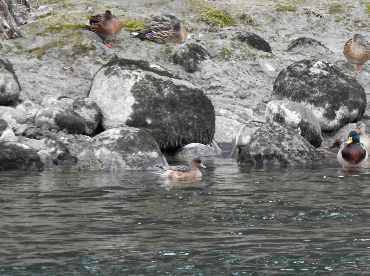 fischione S.Vito censim. IWC Adige 19-01-19 (1)