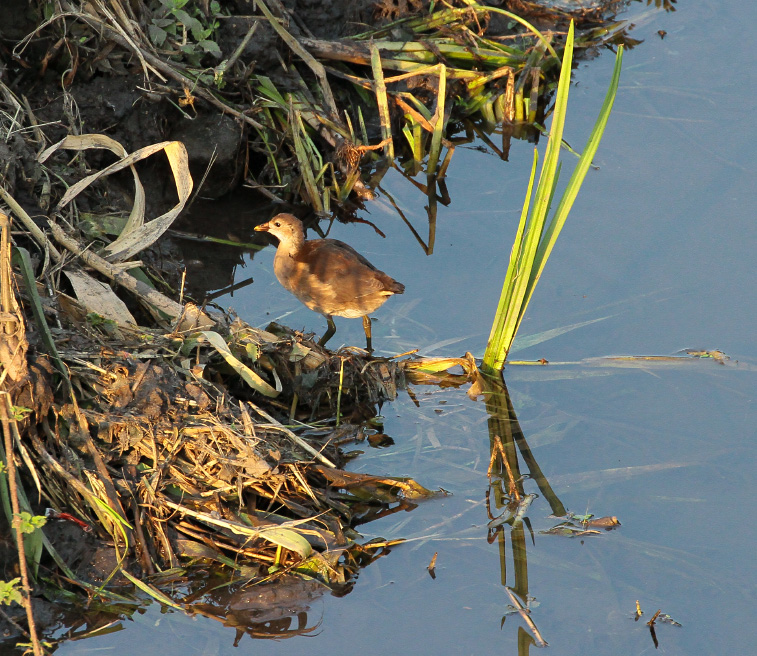 Gallinella  Juv 