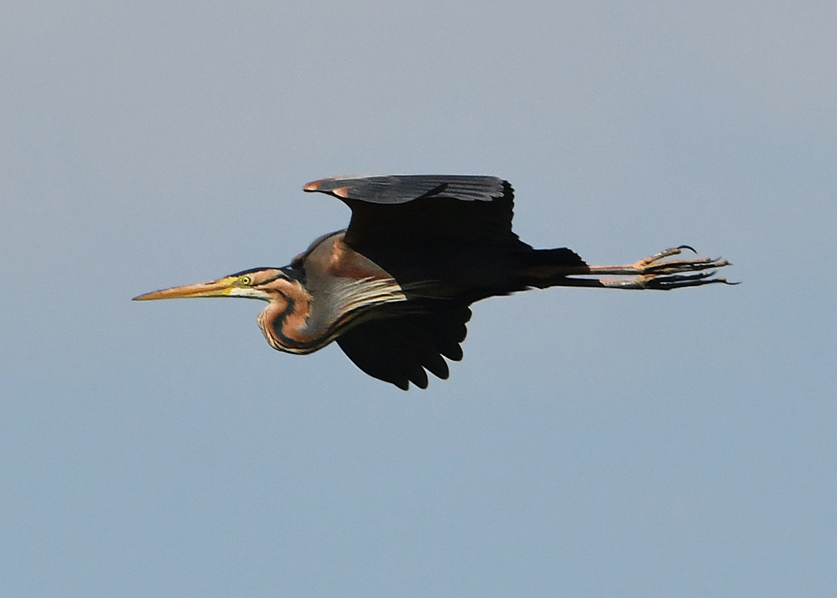 Ardea purpurea