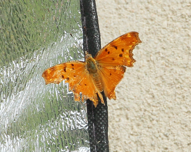 Polygonia egea 4