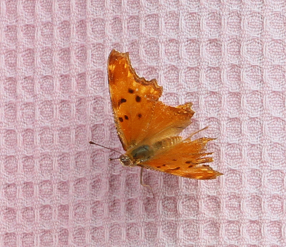 Polygonia egea 3